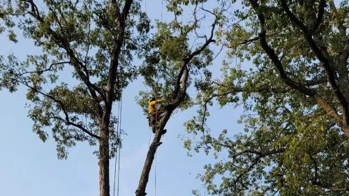 I recently hired Hernandez Complete Tree Services to take care of some tree removal in my yard, and I couldn"t be happier