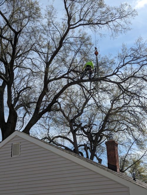  alt='Had a large Oak near my house that was half dead I had removed and ground down and another large Oak pruned by America Tree'