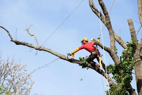 Had a large Oak near my house that was half dead I had removed and ground down and another large Oak pruned by America Tree