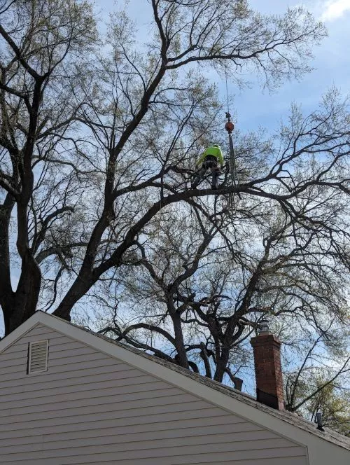 On 09/01/2023 America Tree Services LLC came to my property to do some tree branch trimming job, not only the job not