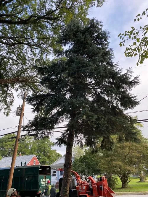 We had seven trees removed and stump grinded, approx. 50- 60 feet tall. I would highly recommend Allen & Sons Tree Service