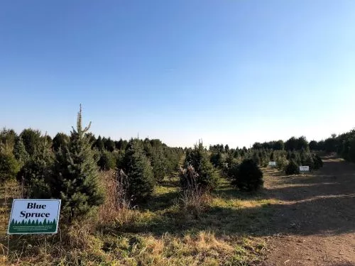 Such a cute little tree farm. Prices are reasonable considering the quality and size of the trees with a nice variety to