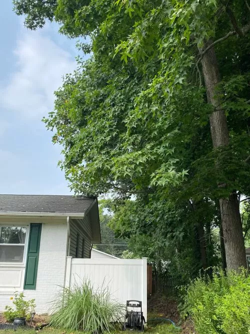 I had The Tree People remove part of a huge elm tree, a dead branch that extended above my garage