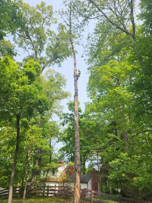  alt='Maryland Tree Care provides great service.  Excellent price!  Quick response with estimate and service followed by just a'