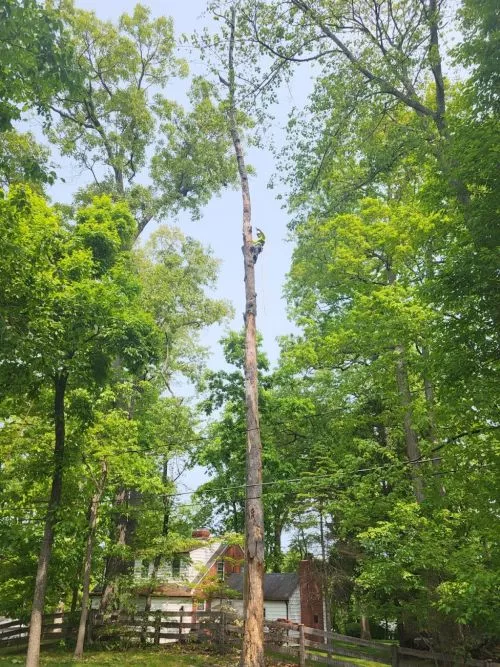 We highly recommend Maryland Tree Care!! We had several companies come out to give us an estimate to remove a very tall