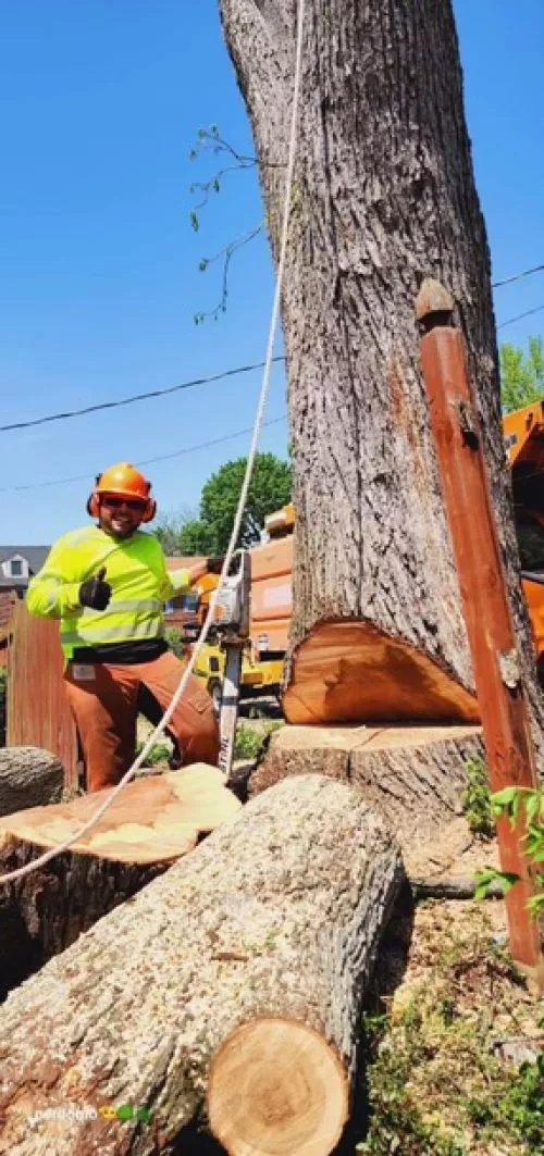 Showed up same day and took down a tree close to my house. Very professional highly recommend!!