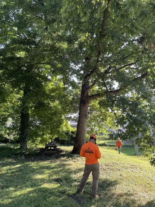 Frankie came out right away after I called for an estimate on tree removals, he was very professional and knowledgeable