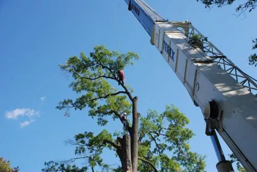 Franklin & his team did a wonderful job trimming my trees. 