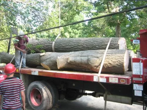 My fiance and I just moved into a house in DC and had two trees that needed pruning