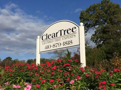 The team at ClearTree is top notch, and our experience was 10/10 from estimate to job completion