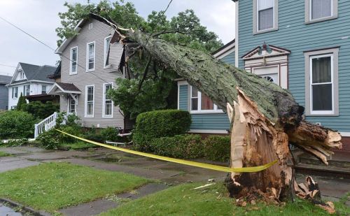  alt='They came by this morning to trim a overgrown pear tree that was rubbing against the roof'