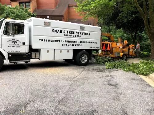 Absolutely fantastic! They took down a 40 foot pine and hauled every away in under 3 hours