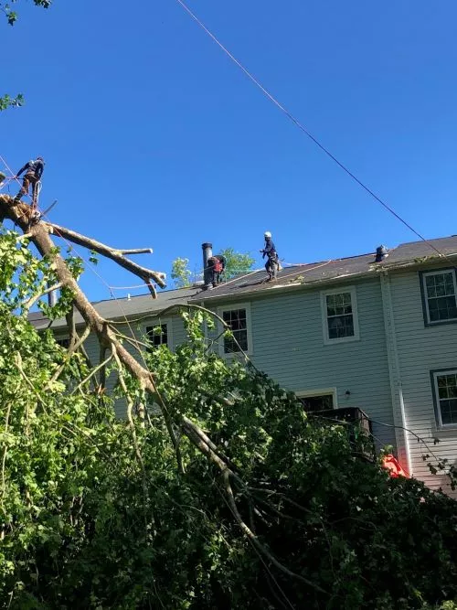 Cutting Edge service and cleanup is superb. Their arborist detected a rotted tree along our driveway and minimal pruning