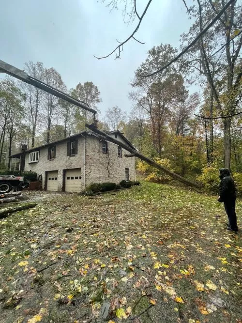 These guys do great work. They took out about 11 100ft-ish poplars in just three days. Hauled it off and ground the stumps