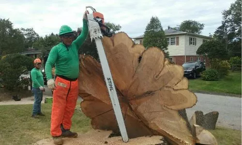 The workmen were very efficient in removing branches of the tree and shrubbery next to the house