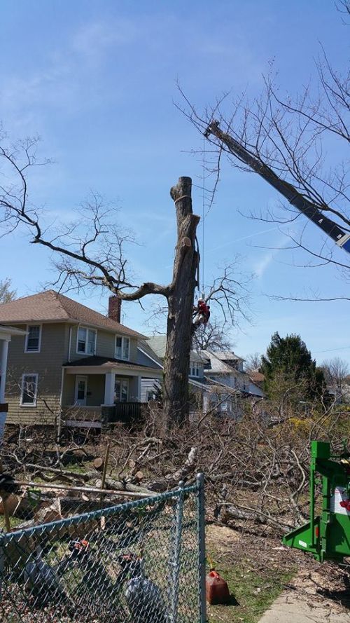  alt='Cory and his team not only removed all trees we needed he pruned a couple of others for free and they did a thorough clean'