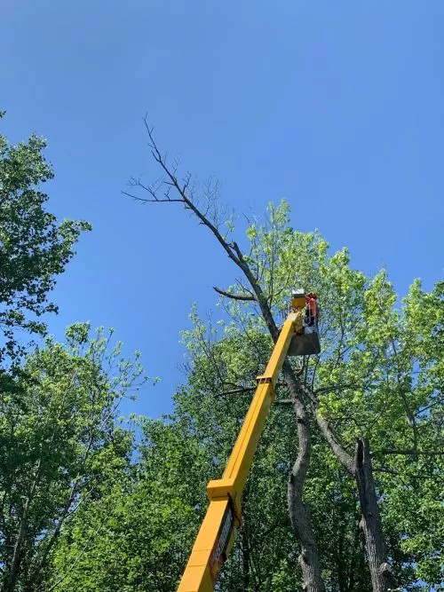 James and his crew arrived on time and did an amazing job taking down the huge tree next to our house