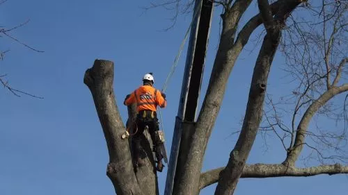 Workers did a good job on the tree in the back yard. They were polite and hard working