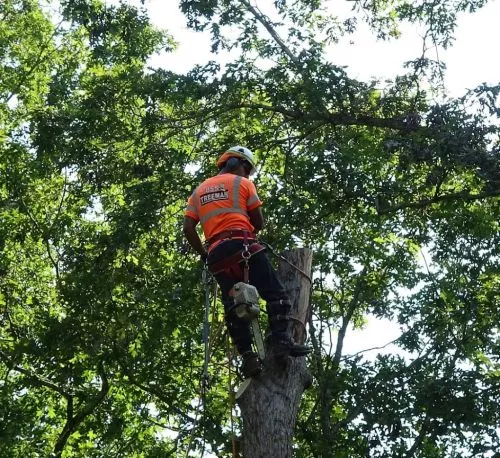 Had 2 trees removed. Price was reasonable, everyone was very professional, and they just did an all around great job