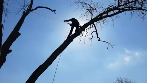 Justin took down a large dead oak tree and pruned 2 trees on our property