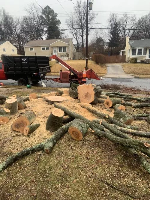 Justin took 4 trees down for us . including two large ash trees. they did an awesome job. 