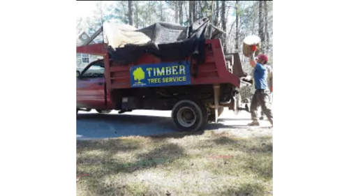 I had a great experience having Timber Tree remove multiple trees from my property