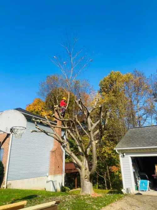 Jose and his team did an EXCELLENT job removing and grinding the stump of a half dead tree in your front yard