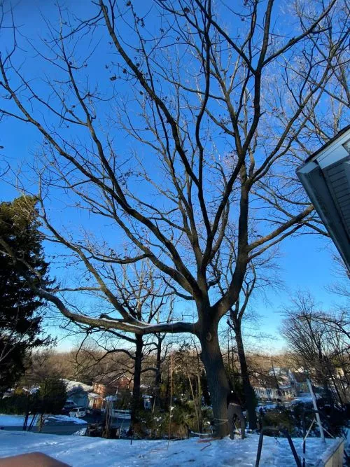 JMC Tree Service did an EXCELLENT job removing a large, dead tree that had grown up around low hanging electric wires in my