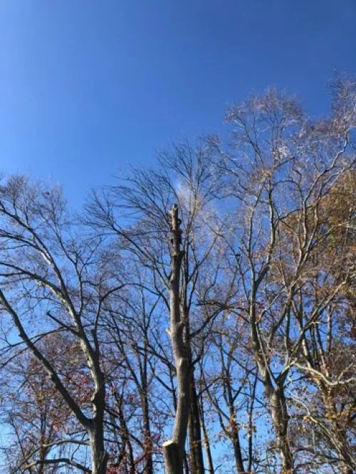 JMC Tree Service did an excellent job with several large tree removals and safety trimming and stump grinding