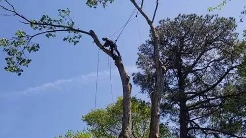 Had him do tree removal a few years ago, gave a deposit and got scheduled, had a few minor hiccups of rescheduling