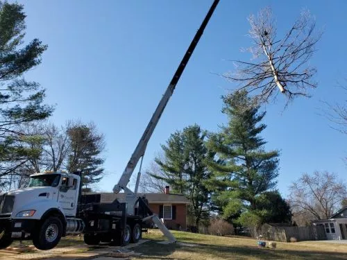 Great experience. Had a large ash tree fall and they were out the same day to provide an estimate, which was well below