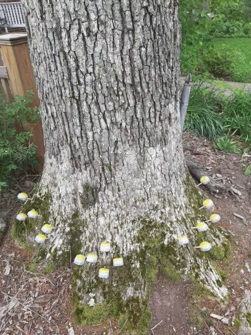 We had a dead limb on a large tree that caused great concern. Being over our deck, it provided warning pieces (signs)