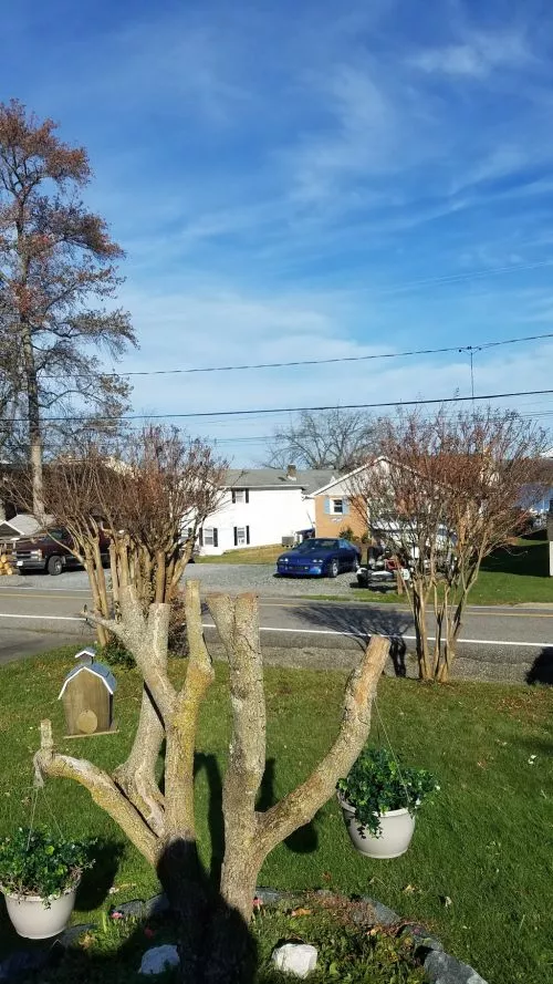 We just had a new baby and have not had time to rake the leaves this fall