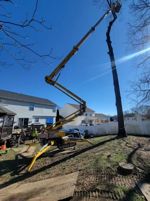 Mike and his crew were quick and efficient taking down 3 super tall trees