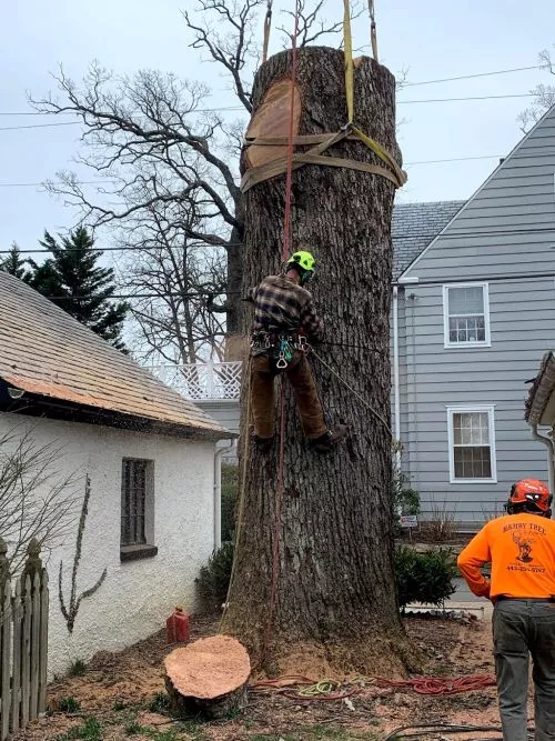 These guys trimmed up a tree in the backyard and removed a tree from my front yard. They did a great job