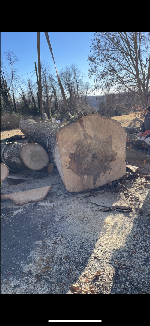  alt='I had two trees taken down, one by an electrical line and the other next to a shed. Knocked them both down with no issue'