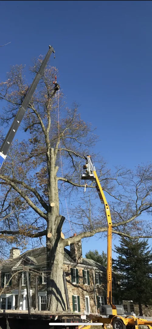 I had two trees taken down, one by an electrical line and the other next to a shed. Knocked them both down with no issue