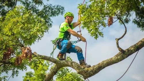 Maryland Tree Experts did a great job getting some old dying trees that were growing up against my shed and shedding