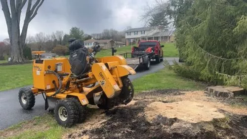 Rise and grind stump removal got my yard and trees all cleaned up! Fair price great work and good to deal with