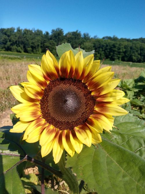  alt='I absolutely love nature and this was the perfect getaway. The Sunflowers are amazing, tall and mighty, and my personal'