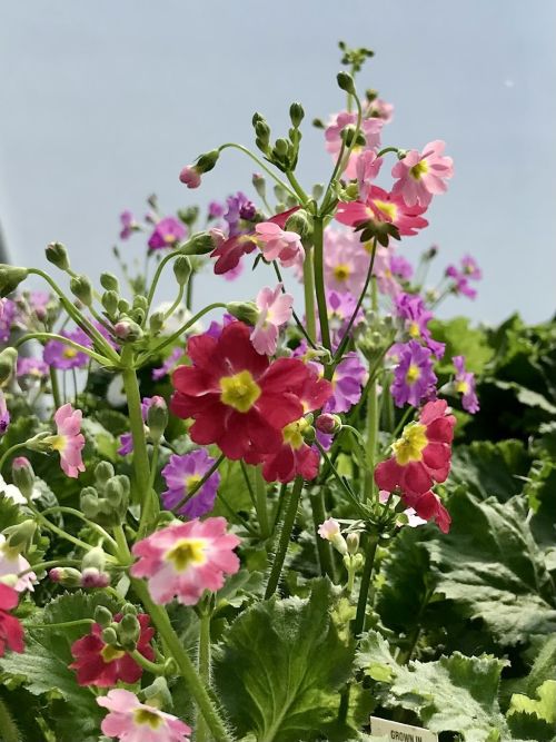  alt='WE LOVE HIMMEL’S! We got all of our hydrangeas, lilac and perennials from Himmel’s along with bulk compost and mulch'