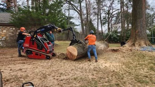 The recent wind storm knocked down one of my trees in the backyard