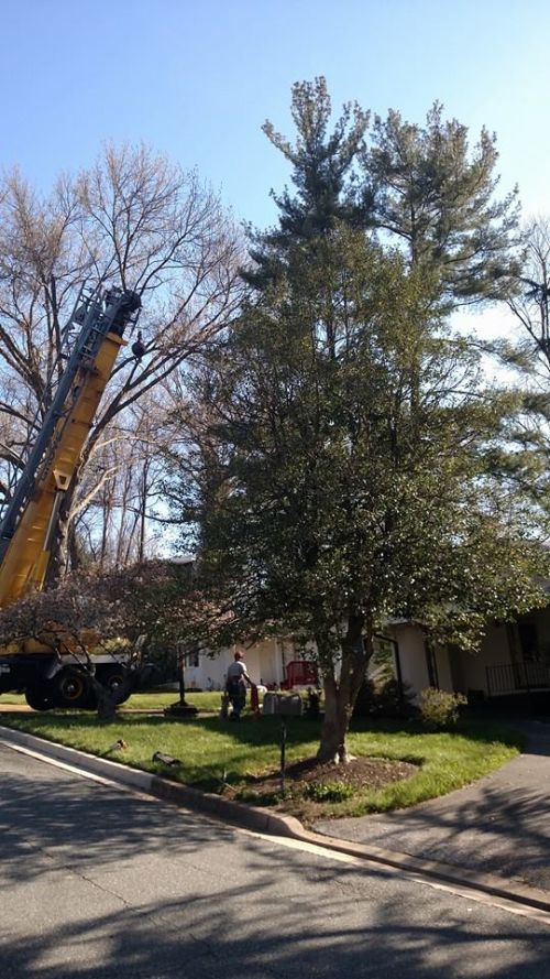  alt='Used Kevin and crew to take down three large trees in pasture. They were on time, considerate of my farm animals, cleaned'