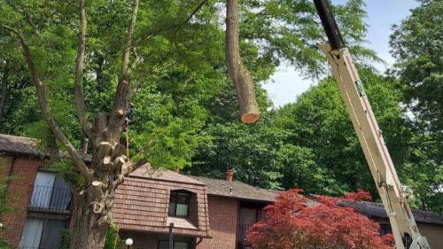  alt='J & B Tree Services LLC has very professional and skilled employees to do any difficult job'