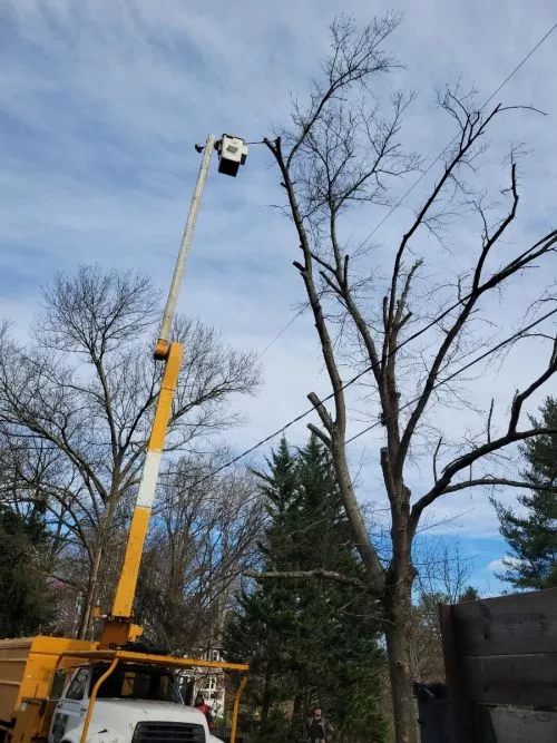 Justin has a very generous heart. He saw the trees in our yard were dying and he voluntarily offered his help by providing