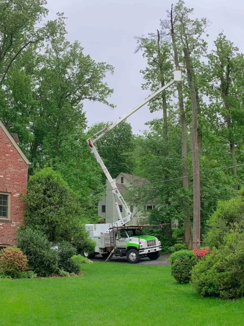 We have used Greentree Tree Services for years and have had outstanding service