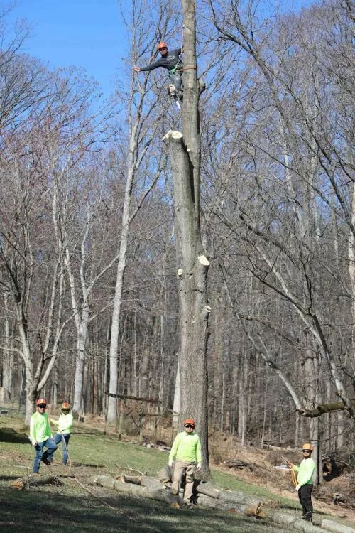 Highly recommend. They took out nine trees from my yard today. There were no mistakes or damage and they cleaned up