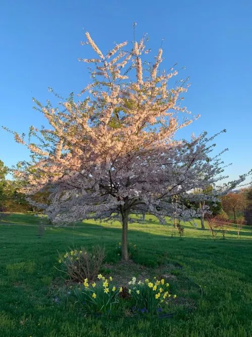 This is a shout out to Scientific Plant Service. I planted an out tree that I just love