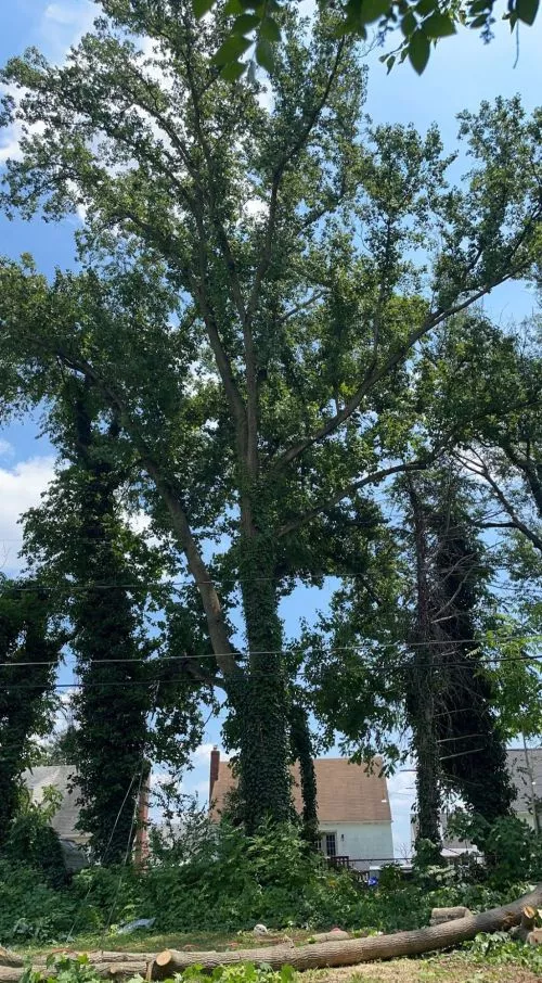 I have had one of my best experiences with EP Tree Services LLC