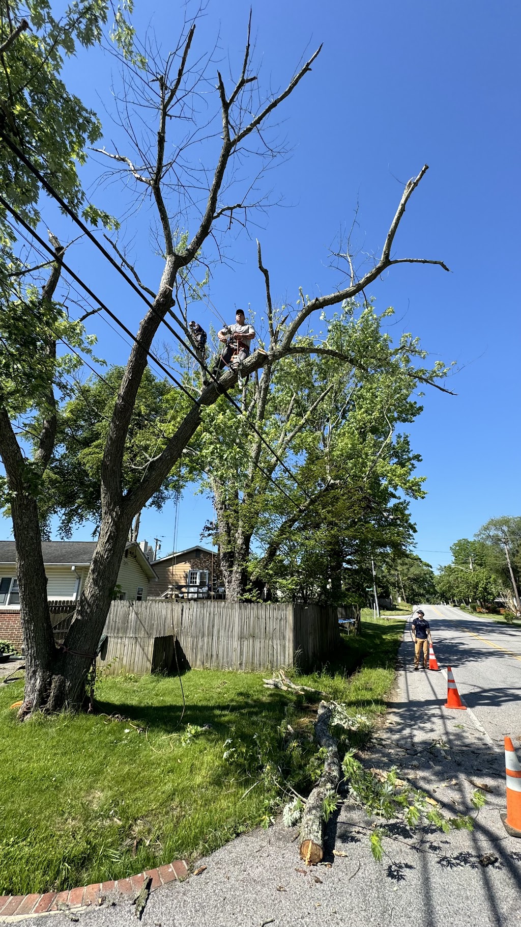 We had two very large trees come down on our property this year